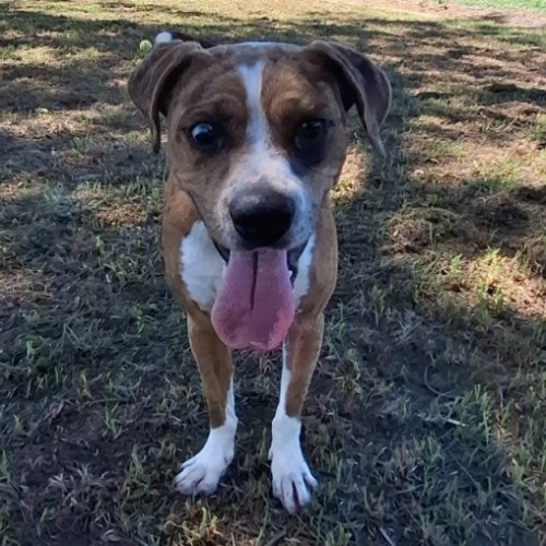 Narla - Staffordshire Bull Terrier Dog