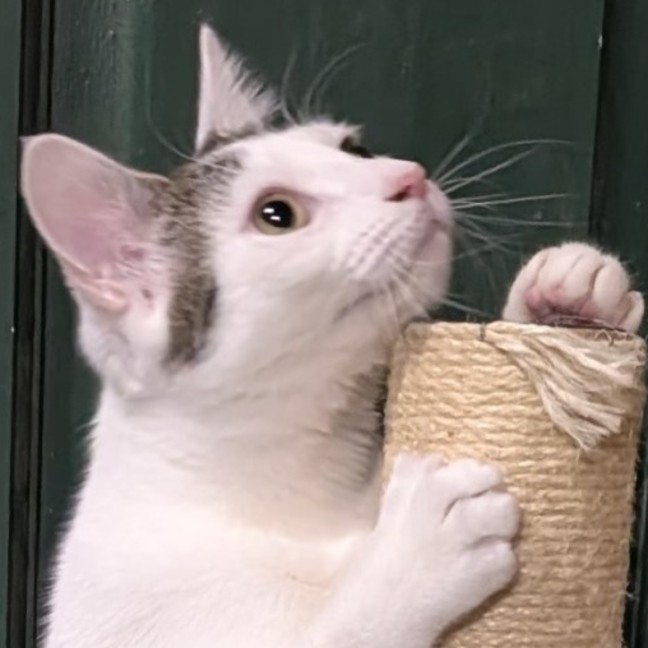 Photo of Dora
