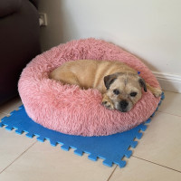 Photo of Midge💝Pug X Border Terrier (On Trial 24/11/25)