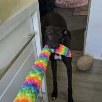 Photo of Lily