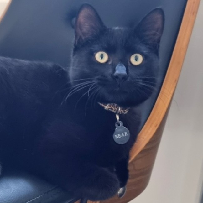 Photo of Bear