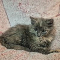 Photo of Cleo