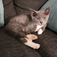 Photo of Chip