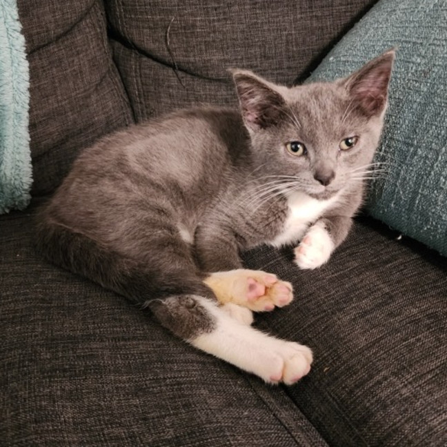 Photo of Chip