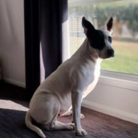 Photo of Buttercup