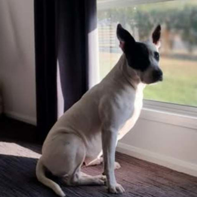 Photo of Buttercup