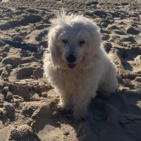 Photo of Scruffy