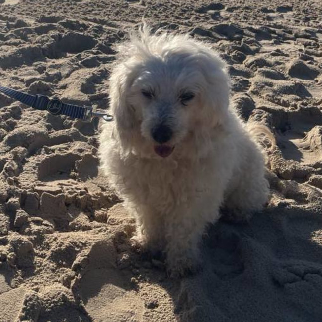 Photo of Scruffy