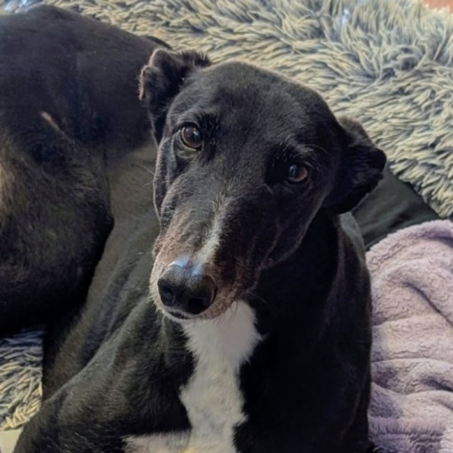 Photo of Bonnie, The Greyhound
