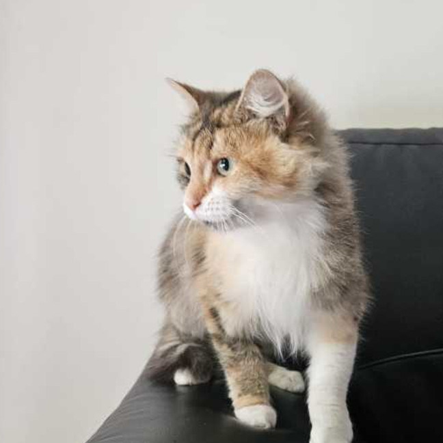Photo of Gazpacho