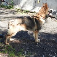Photo of Tyson