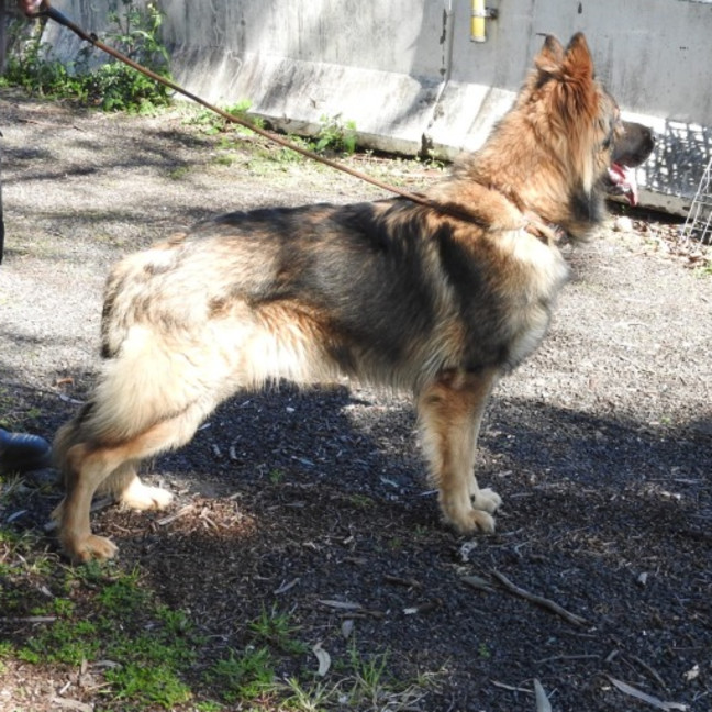 Photo of Tyson