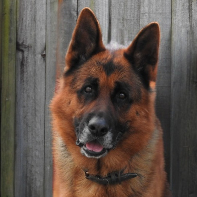 Photo of Max   4 Year Old