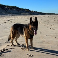 Photo of Max