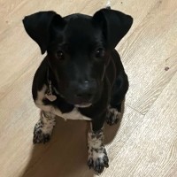 Photo of Chester