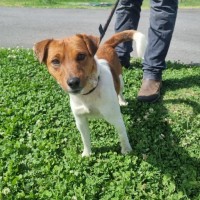 Photo of Roscoe Imp 2038