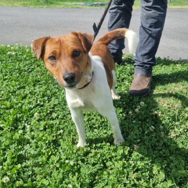 Photo of Roscoe Imp 2038