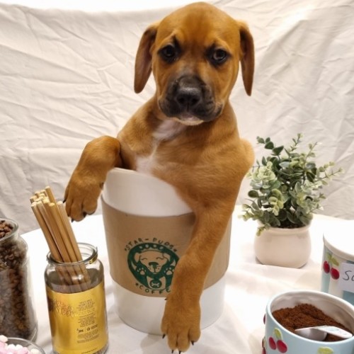 Modesto - Staffordshire Bull Terrier x Mastiff Dog