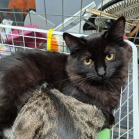 Photo of Cadbury ** 2nd Chance Cat Rescue**