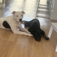 Photo of Chantilly Lace