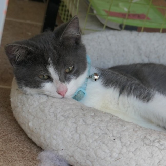 Photo of Blueberry