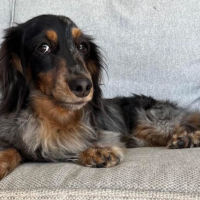 Photo of Goose