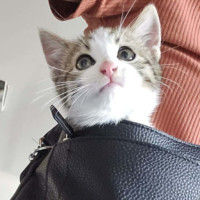 Photo of Purrter Parker ** 2nd Chance Cat Rescue **