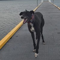 Photo of Drew, The Greyhound