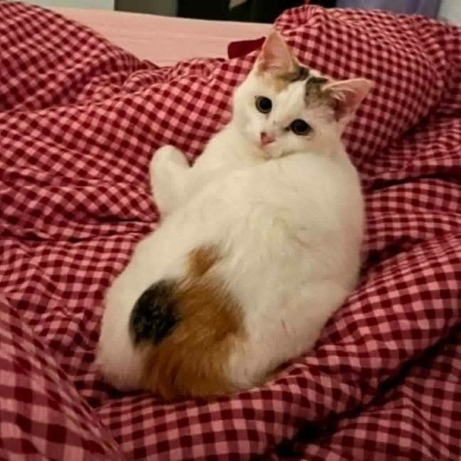 Photo of Polly