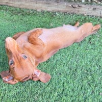 Photo of Miracle