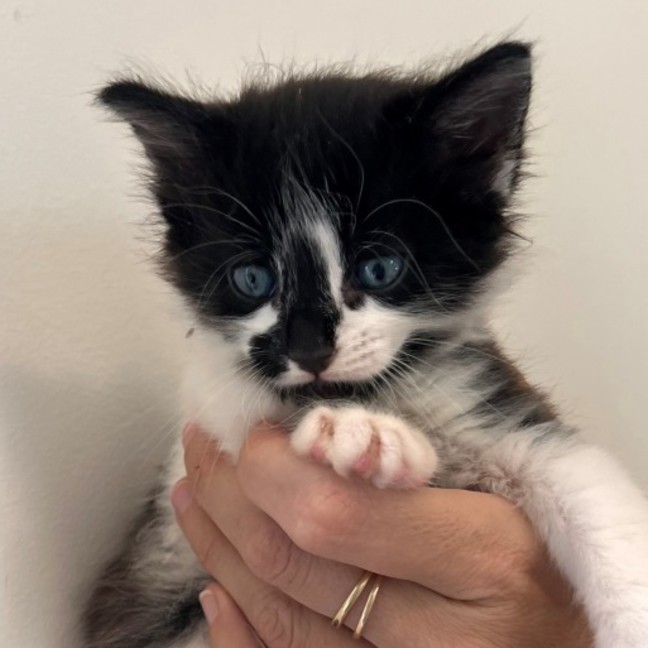 Photo of C1446 Sammi 