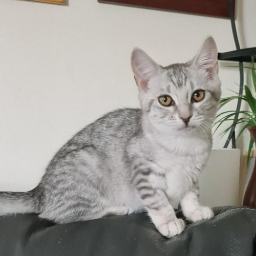 Osha & Rosemary - Domestic Short Hair (DSH) Cat