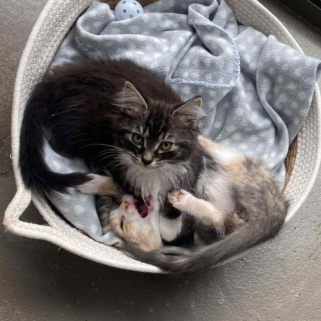 Photo of Furr Kenstein