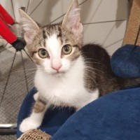 Photo of Poppy