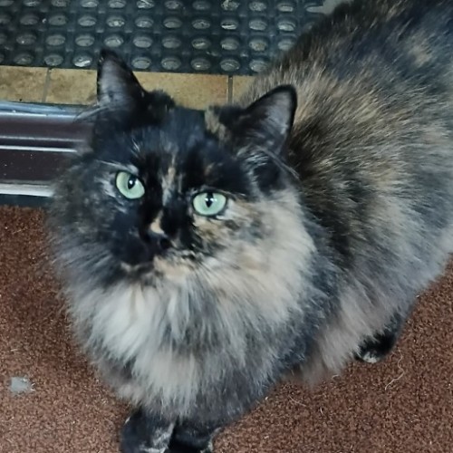 Hunter  - Domestic Medium Hair (DMH) Cat
