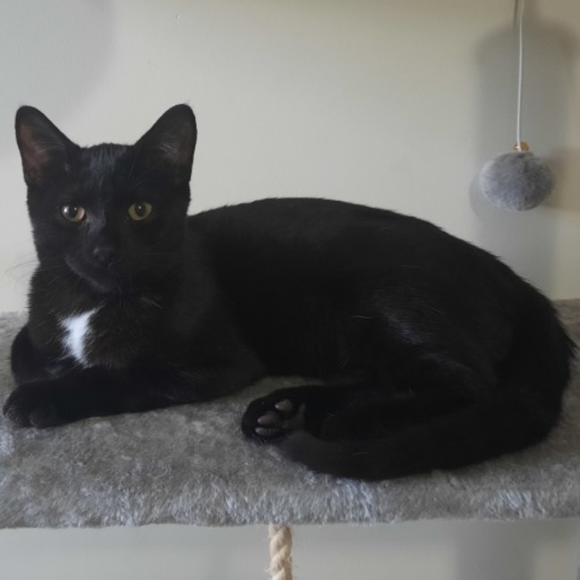 Photo of Peaches