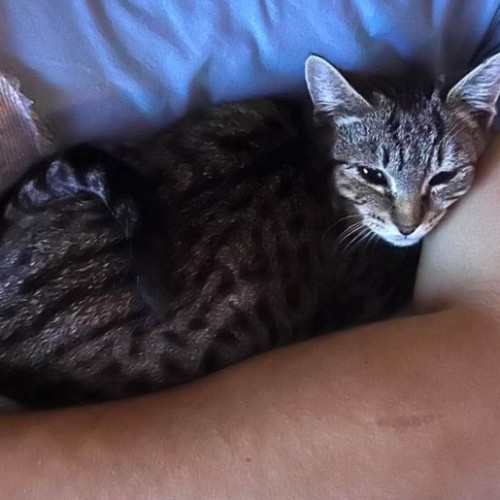 Otis - Domestic Short Hair (DSH) Cat