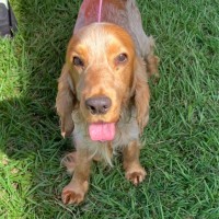 Photo of Mango 