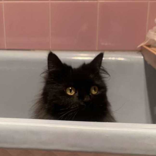 Photo of Ji Ji 🐈‍⬛