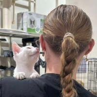 Photo of Cauliflower