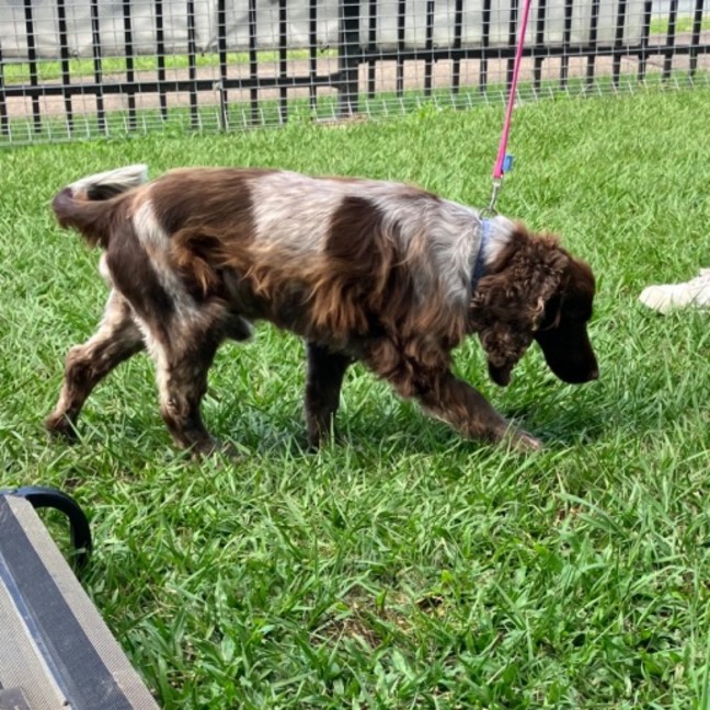 Photo of Cadbury