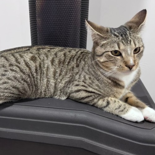 Felix - Domestic Short Hair (DSH) Cat