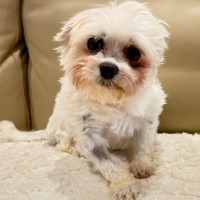 Photo of Bruno