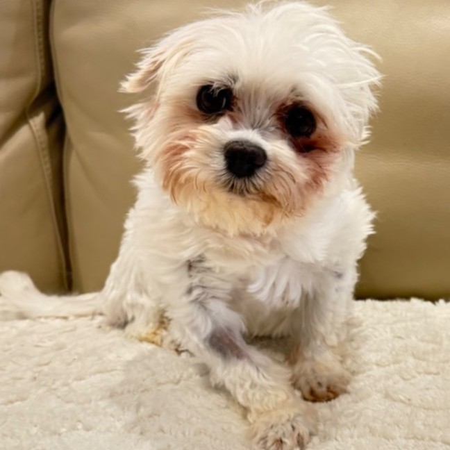 Photo of Bruno