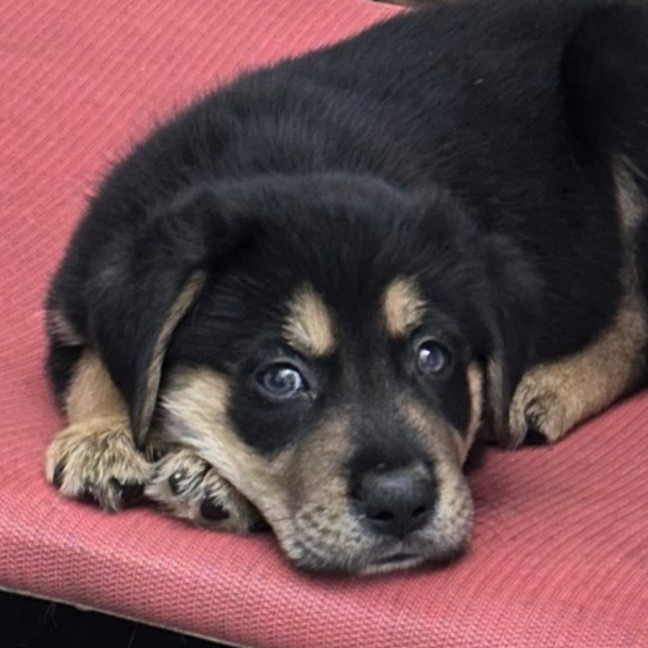 Photo of Maverick 🧢🐶🕶️