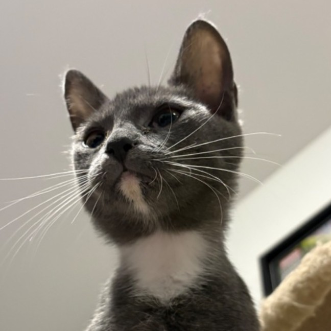 Photo of Selina Kyle **2nd Chance Cat Rescue**