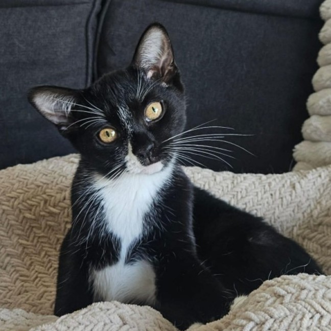 Photo of Raven