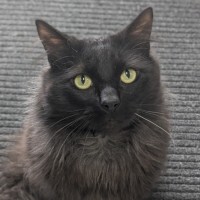 Photo of 🍝 Merlin 6510 🍝