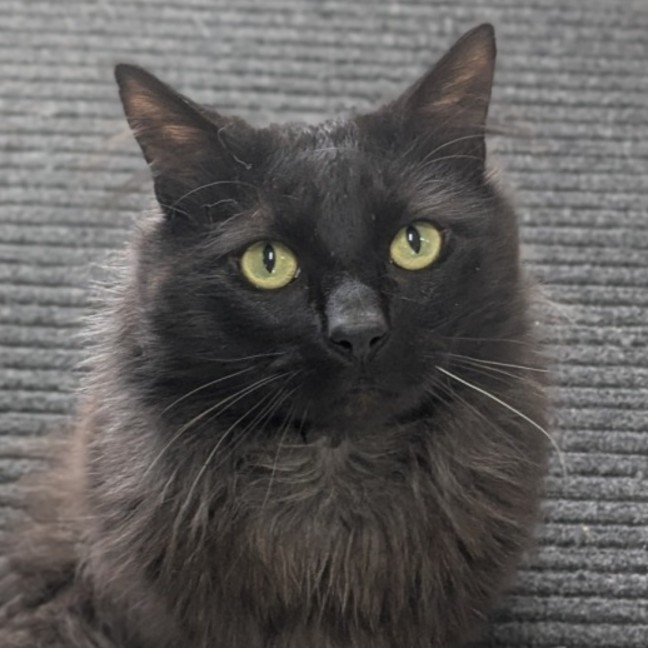 Photo of 🍝 Merlin 6510 🍝