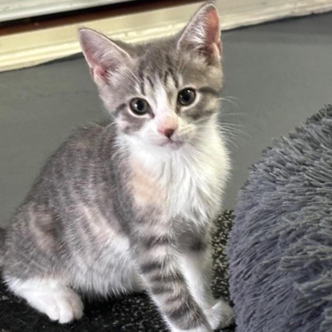 Photo of Bella 🌼🌻